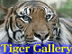 Tiger Gallery